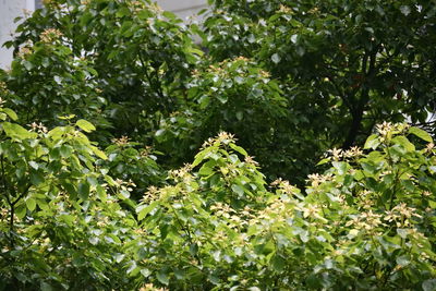 View of lush foliage