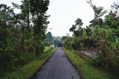 Road amidst trees against clear sky