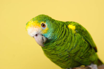 Close-up of parrot