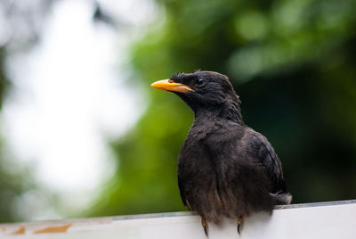 Close-up of bird perching on a railing