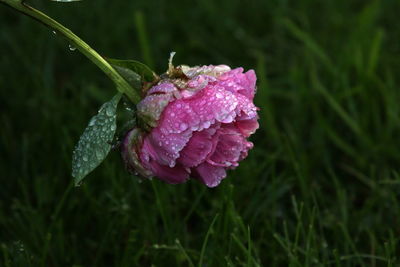 Close-up of wet pink rose flower