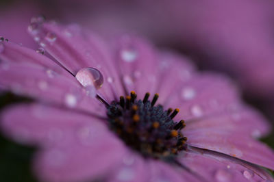 Close-up of raindrops on pink flower