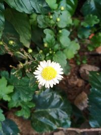 High angle view of white flowering plant