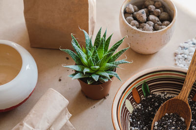 High angle view of potted plant on table