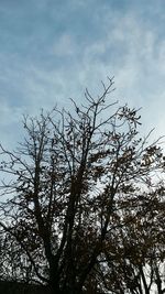 Low angle view of tree against sky