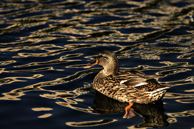 Close-up of duck swimming in lake