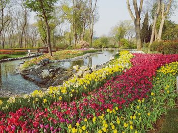 Flowering plants by lake in park