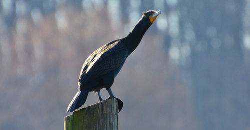 Close-up of cormorant perching on wooden post