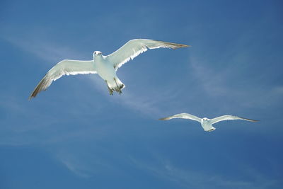 Low angle view of seagulls flying in sky