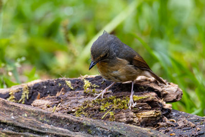 Close-up of a bird