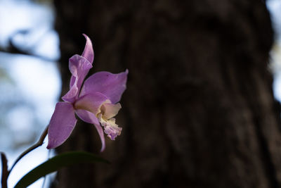 Close-up of pink flowering plant