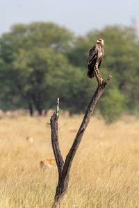 Close-up of a bird on land