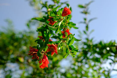 Low angle view of red flowering plant