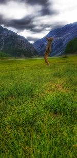 Scenic view of field against sky