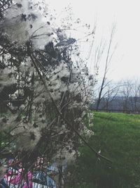 Bare trees in pond