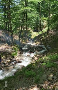 Scenic view of waterfall in forest