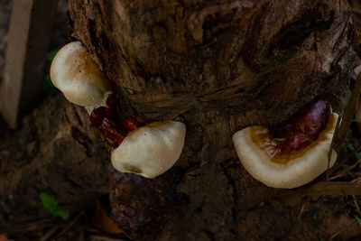 Close-up of mushrooms growing on tree trunk