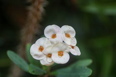 Close-up of white flowering plant