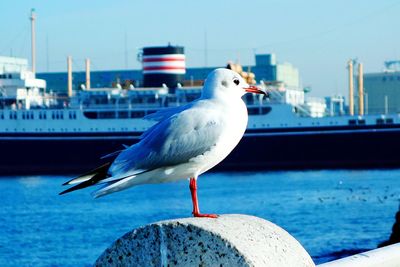 Seagull perching on harbor against sea