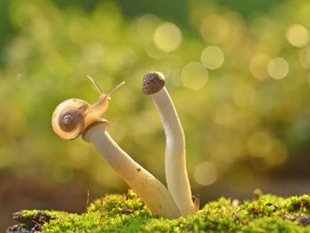 Snail on mushroom on grassy field