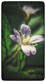 Close-up of pink flower blooming in park