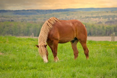 Horse grazing on field