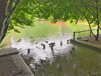 Ducks swimming in lake