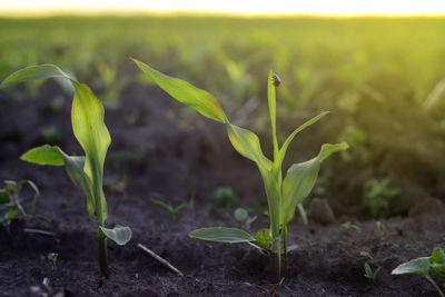 Close-up of plant growing on field