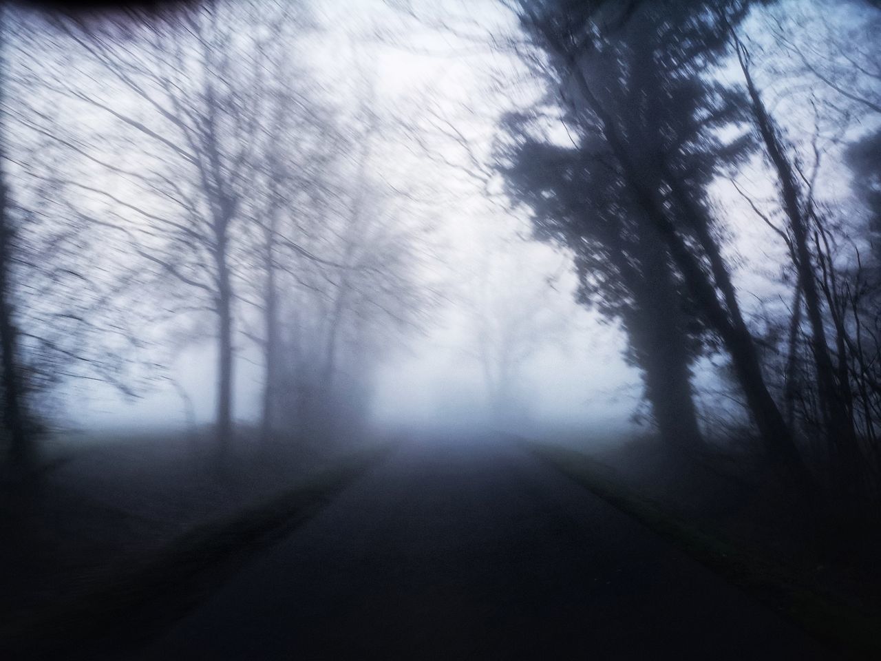 VIEW OF ROAD IN FOREST