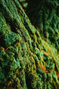 Close-up of moss on tree trunk