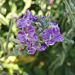 Close-up of purple flowers blooming outdoors