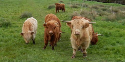 Highland cattle on grassy field