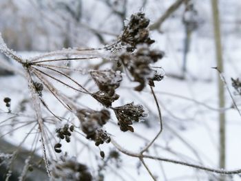 Close-up of wilted plant during winter