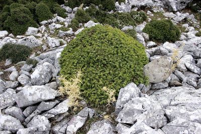 High angle view of rocks in garden