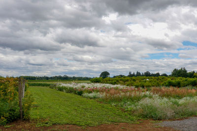 Scenic view of field against sky
