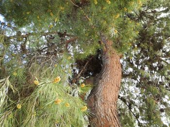 Low angle view of tree trunk in forest