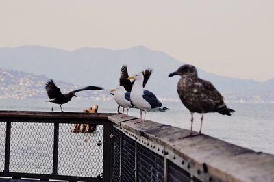 Birds perching on railing against sky