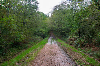 Dirt road amidst trees in forest