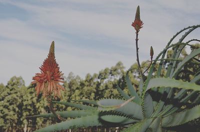 Close-up of flowers blooming against sky