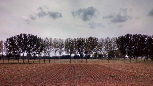 Trees against sky