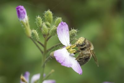 Close-up of bee pollinating on purple flower