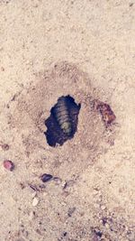 High angle view of shell on sand