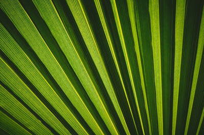 Full frame shot of palm leaf