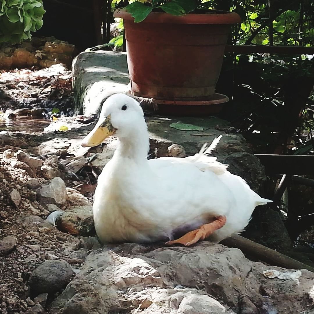 animal themes, animal, vertebrate, bird, animal wildlife, animals in the wild, rock, rock - object, solid, one animal, nature, day, plant, no people, white color, water, outdoors, full length, growth