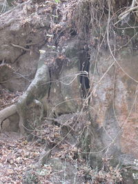 View of bare tree branches