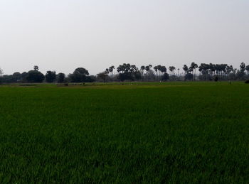 Scenic view of grassy field against sky