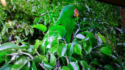 Close-up of green plant