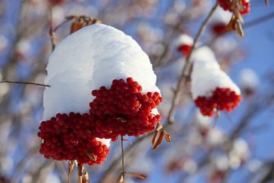 Low angle view of red berries on tree