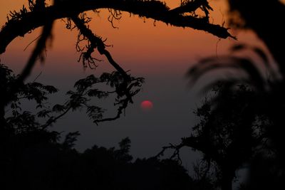 Low angle view of silhouette trees against sky at sunset