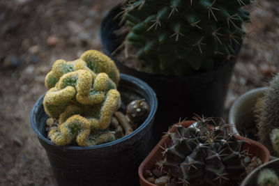 High angle view of cactus plant in pot